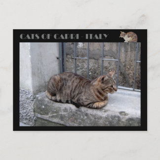 Cats of Capri, tabby cat - Italy Postcard