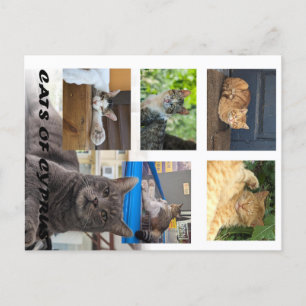 Cats of Cyprus postcard