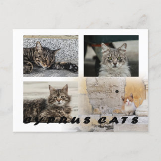 Cats of Cyprus postcard
