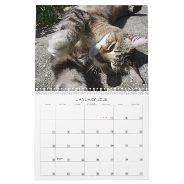 Cats Of The Neighbourhood 2013 Calendar (Jan 2026)