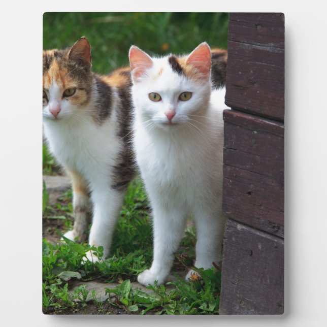 Cats out playing plaque (Front)