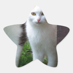 Cats out playing star sticker