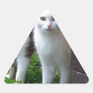 Cats out playing triangle sticker