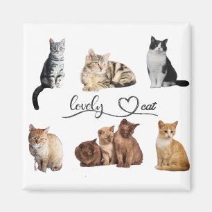 cats package, Funny cats package Magnet