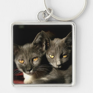 Cats Photo  Key Ring