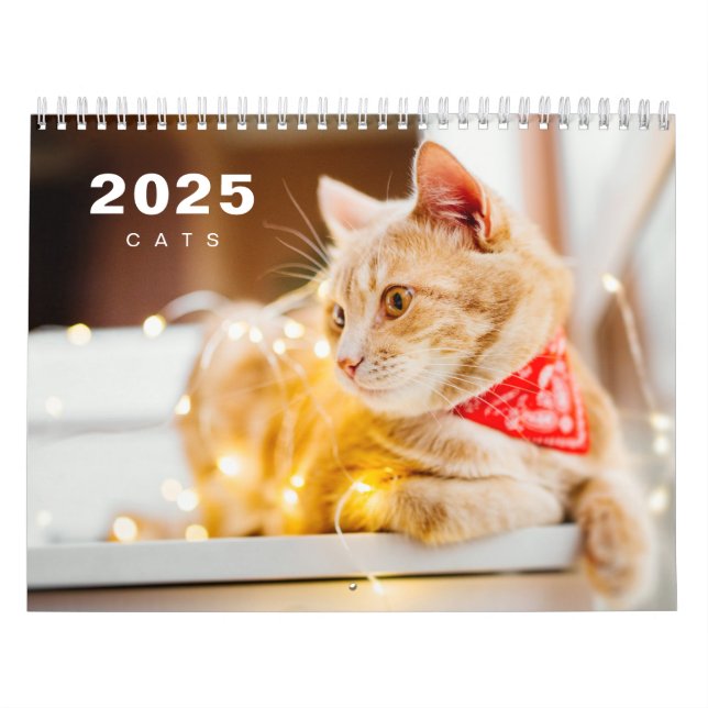 Cats Photo Modern 2025 Calendar (Cover)