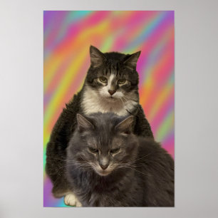 Cats Photo Poster