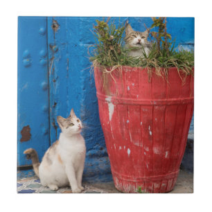 Cats playing around, Rabat, Morocco Ceramic Tile