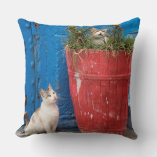Cats playing around, Rabat, Morocco Cushion