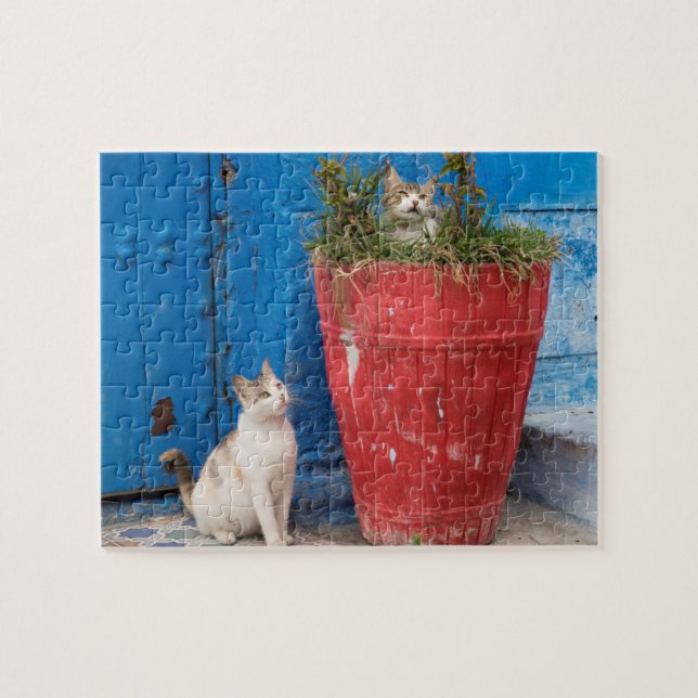Cats playing around, Rabat, Morocco Jigsaw Puzzle (Horizontal)