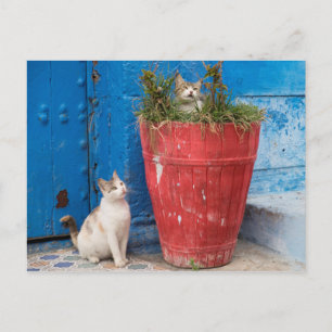Cats playing around, Rabat, Morocco Postcard