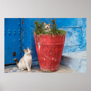 Cats playing around, Rabat, Morocco Poster