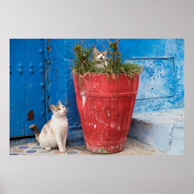 Cats playing around, Rabat, Morocco Poster (Front)