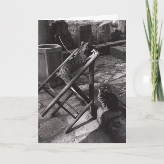 Cats Playing in Delphi, Greece (Greeting Card) Card (Front)