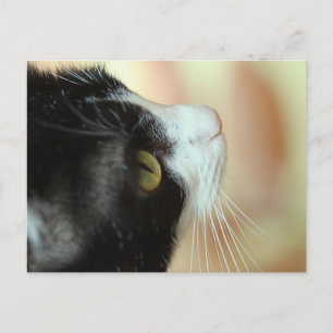 Cats Postcard