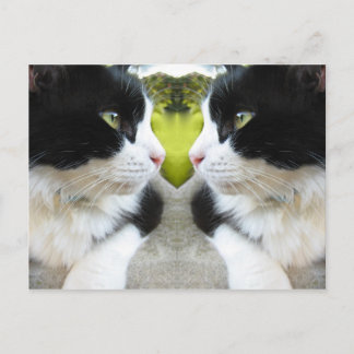 Cats Postcard