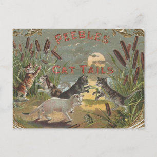 Cats Postcard