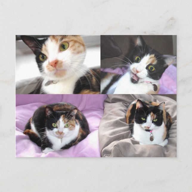 Cats Postcard (Front)