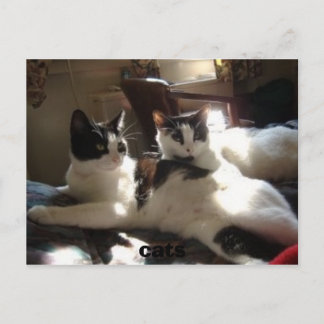 cats postcard