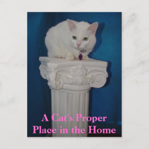 Cat's Proper Place in the Home Postcard