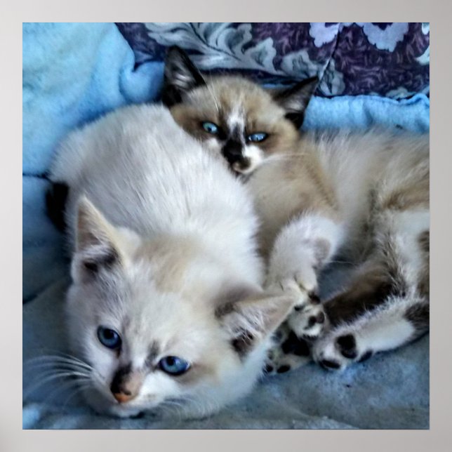 Cats Relaxing Poster (Front)