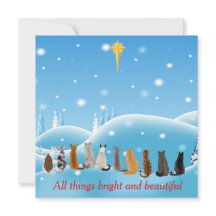 Cats Religious Star All Things Animals