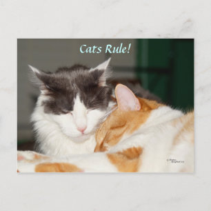 Cats Rule Cute Postcard