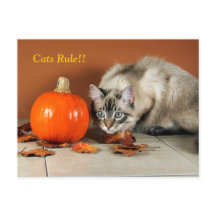 Cats Rule Siamese Post Card