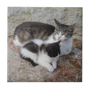 Cats Small (4.25" x 4.25") Ceramic Photo Tile