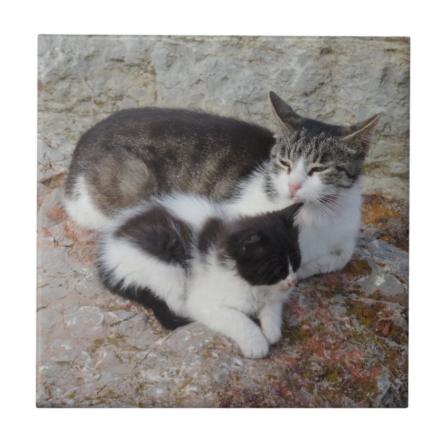 Cats Small (4.25" x 4.25") Ceramic Photo Tile (Front)
