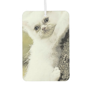 Cats, Tender, Little cat Car Air Freshener