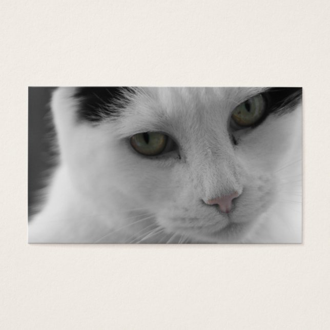 Cats Thoughts (Front)