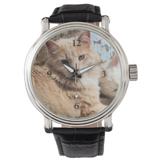 Cats  watch