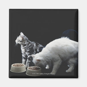 Cats with bowl of food magnet