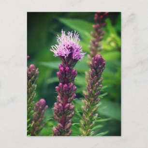 Cattail gayfeather flower. Glossy Poster Holiday Postcard