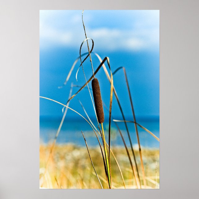 Cattail Portrait Poster (Front)