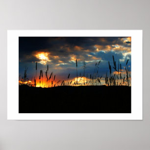 CatTail Sunrise Poster