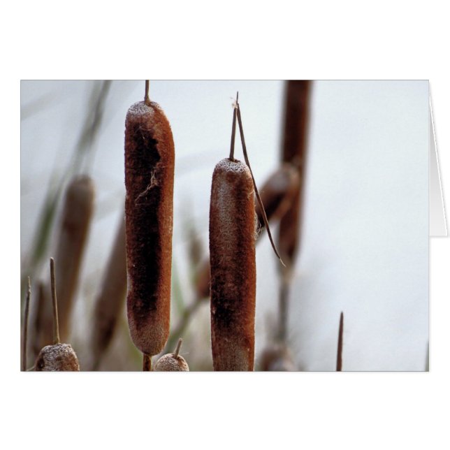 Cattails (Front Horizontal)