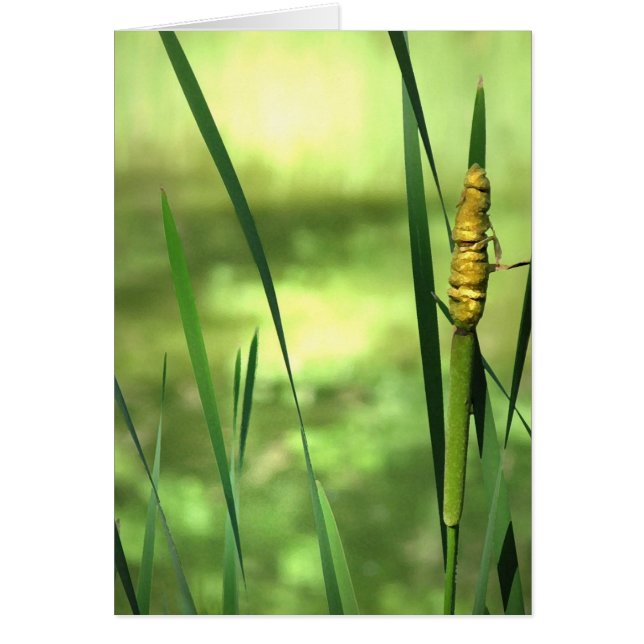 Cattails at the Pond (Front)