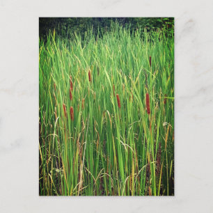 Cattails in Ontario, Canada Postcard