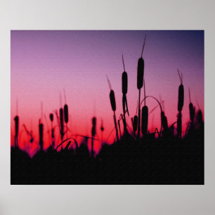 Cattails in the Sunset Poster