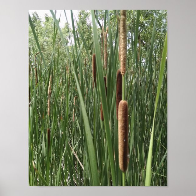 Cattails in the wetlands, illuminated by sunlight poster (Front)