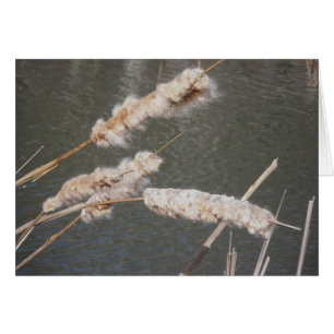 Cattails Note Card