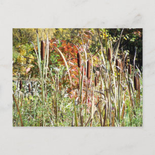 Cattails Postcard
