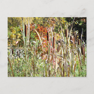 Cattails Postcard