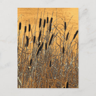Cattails Postcard