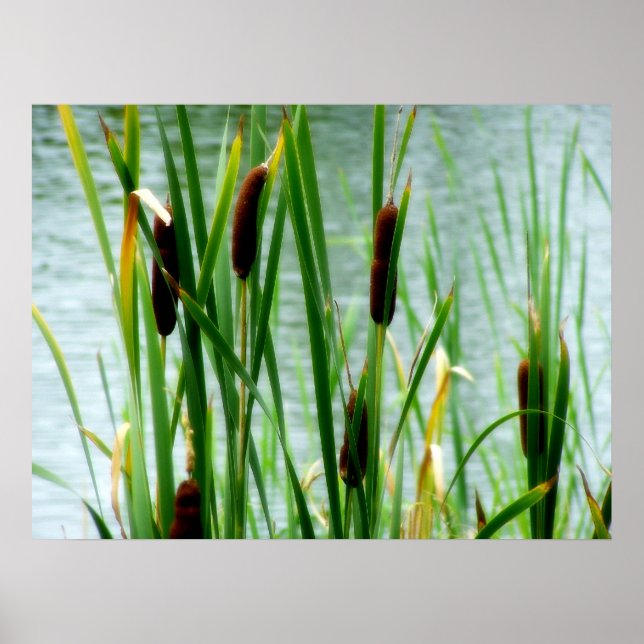 Cattails Poster (Front)