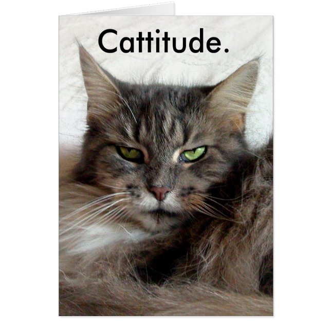 Cattitude card (Front)