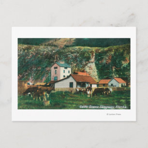 Cattle Amongst Barns SceneSkagway, AK Postcard