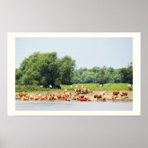 Cattle and the River Danube Poster